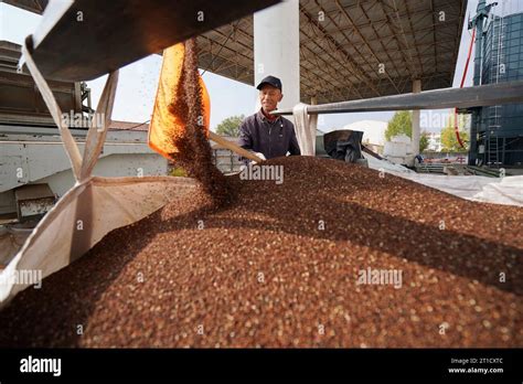  Quinoa: การแปรรูปอุตสาหกรรมและประโยชน์ต่อสุขภาพที่หลากหลาย!