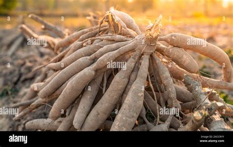  Cassava: ต้นทุนต่ำ! อนาคตยั่งยืนของอุตสาหกรรมอาหารและพลังงาน!